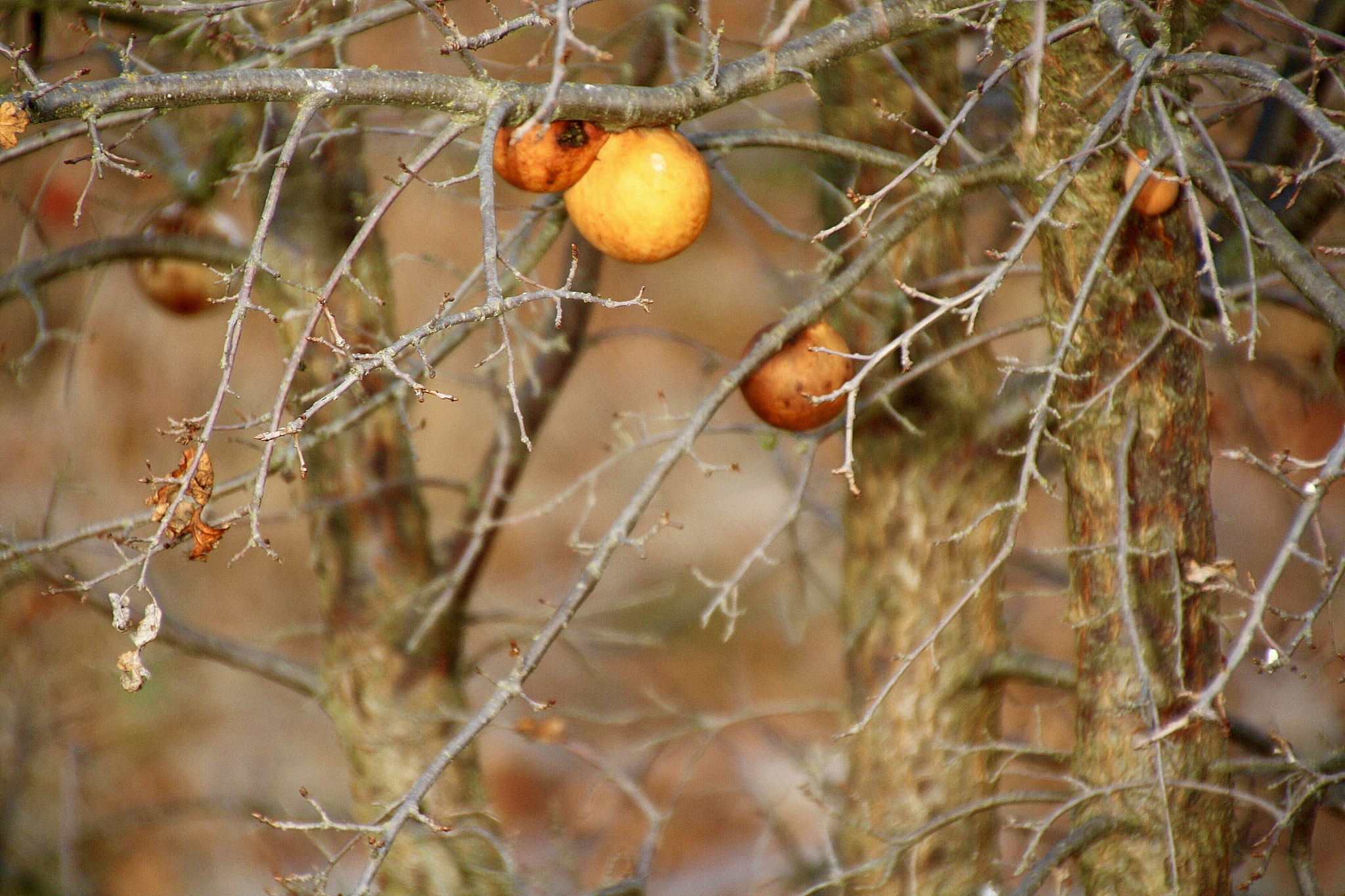 Canon EOS 1000D (EOS Digital Rebel XS / EOS Kiss F) + Canon 18-270mm sample photo. Orbs in the untamed world photography