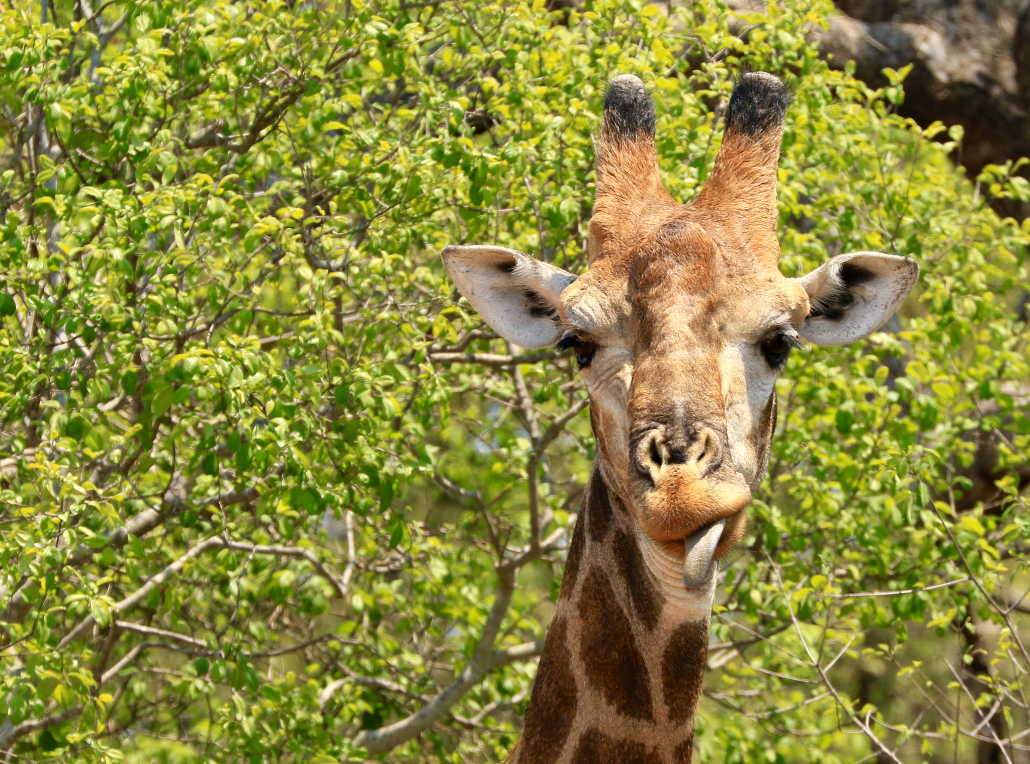 Canon EF 70-300mm F4-5.6L IS USM sample photo. Girafe photography