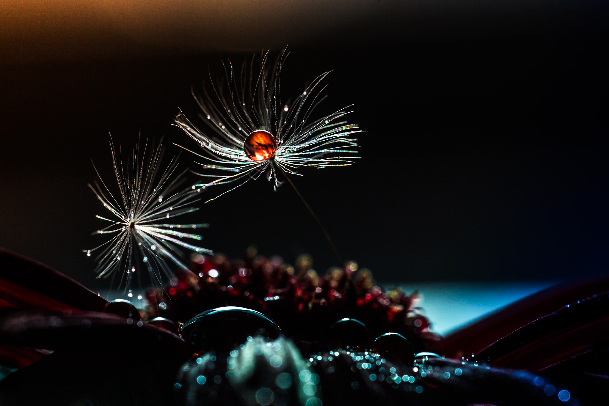 Sigma 150mm f/2.8 EX DG OS HSM APO Macro sample photo. Red drop ii. darkness photography