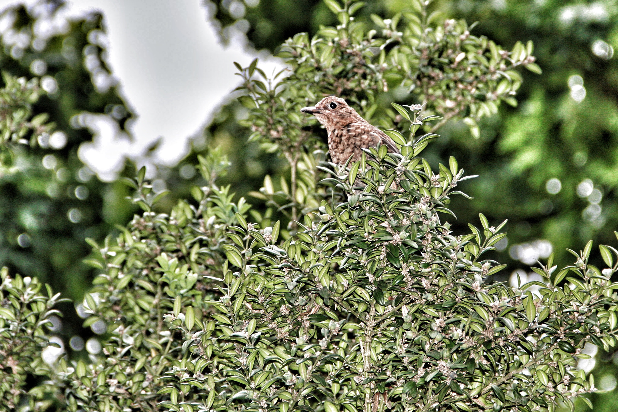 Canon EF-S 18-135mm F3.5-5.6 IS sample photo. A bird from tübingen photography