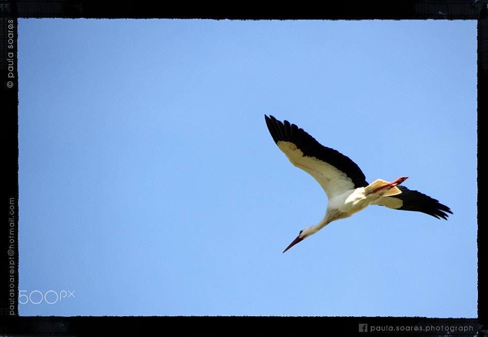 Canon EOS 450D (EOS Rebel XSi / EOS Kiss X2) sample photo. Stork photography
