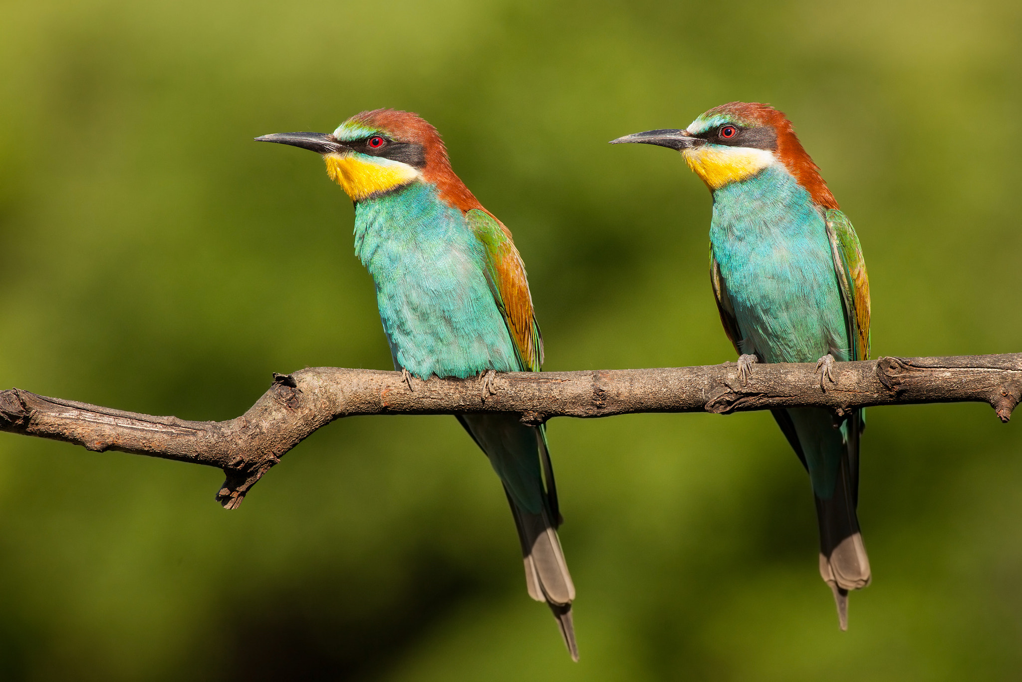 Canon EOS 5D Mark II + Canon EF 400mm F5.6L USM sample photo. European bee-eater (merops apiaster) photography