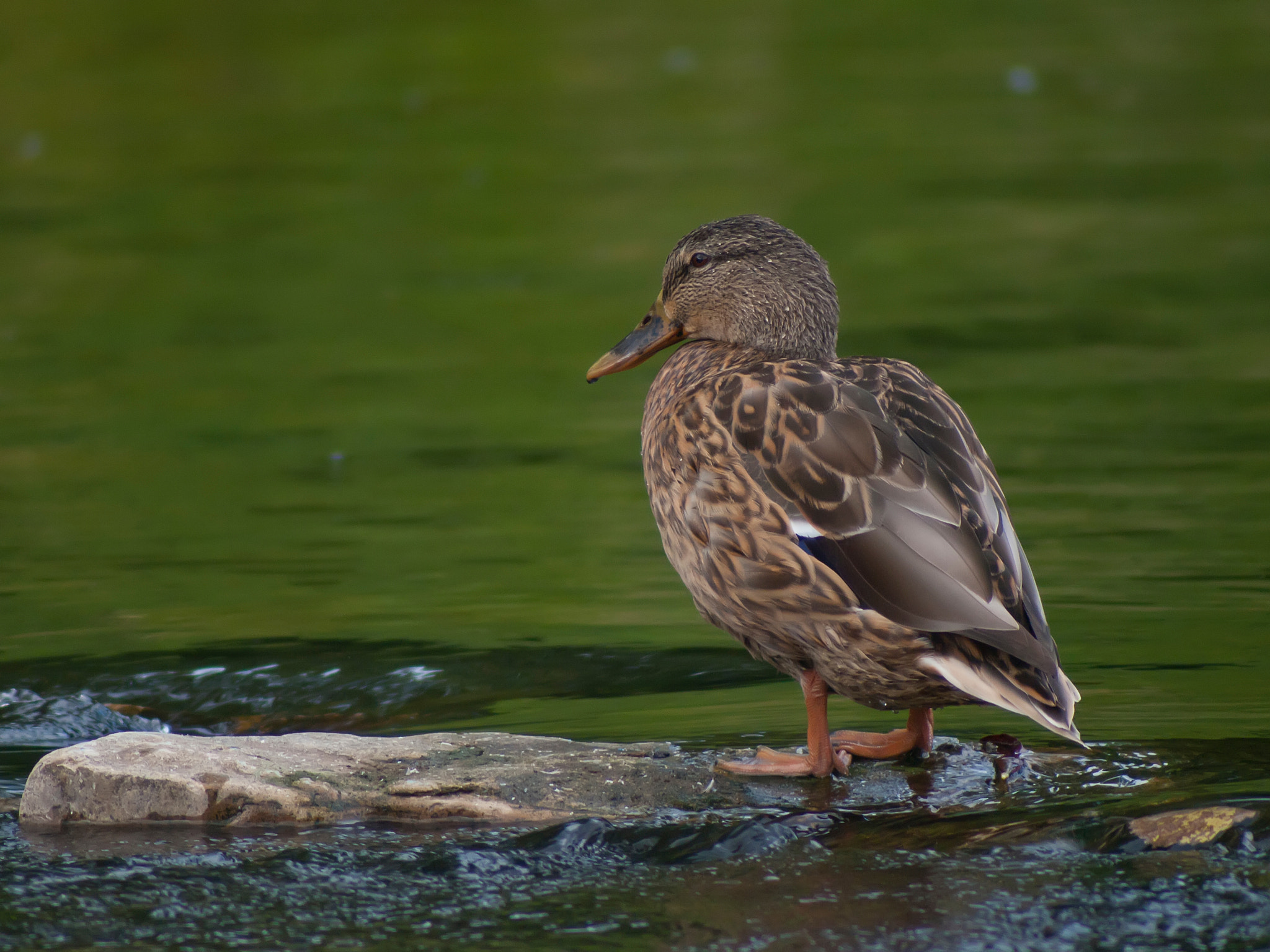 Olympus E-520 (EVOLT E-520) + Russian Dandelion adapter sample photo. Wild duck photography