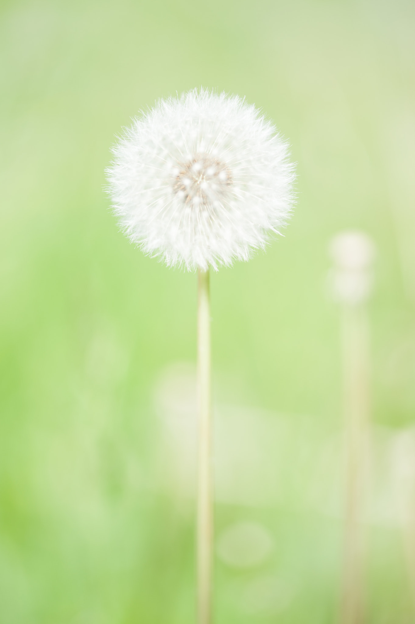 Sigma 105mm F2.8 EX DG OS HSM sample photo. Dandy in green photography