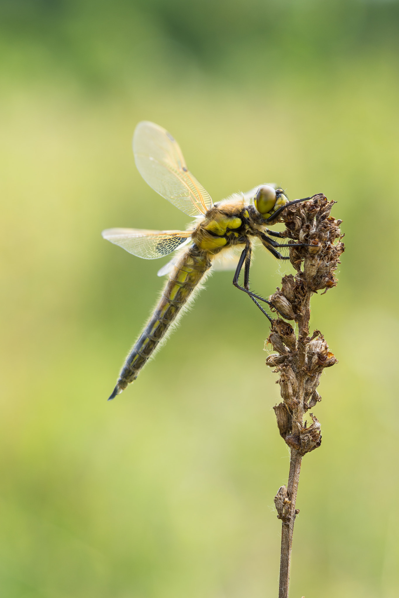 Nikon AF-S DX Micro-Nikkor 85mm F3.5G ED VR sample photo. Dragonfly photography