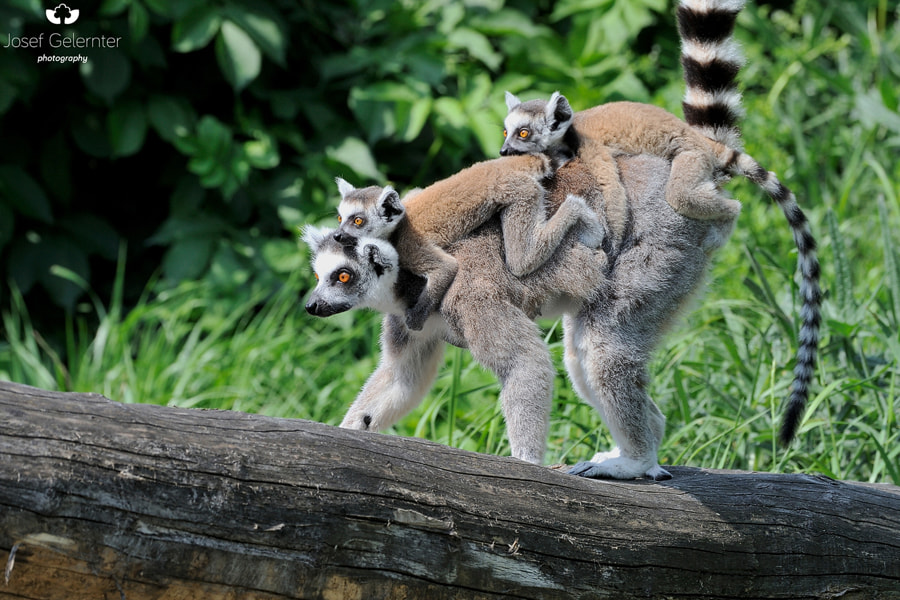 Nikon D3S sample photo. Baby lemur train photography