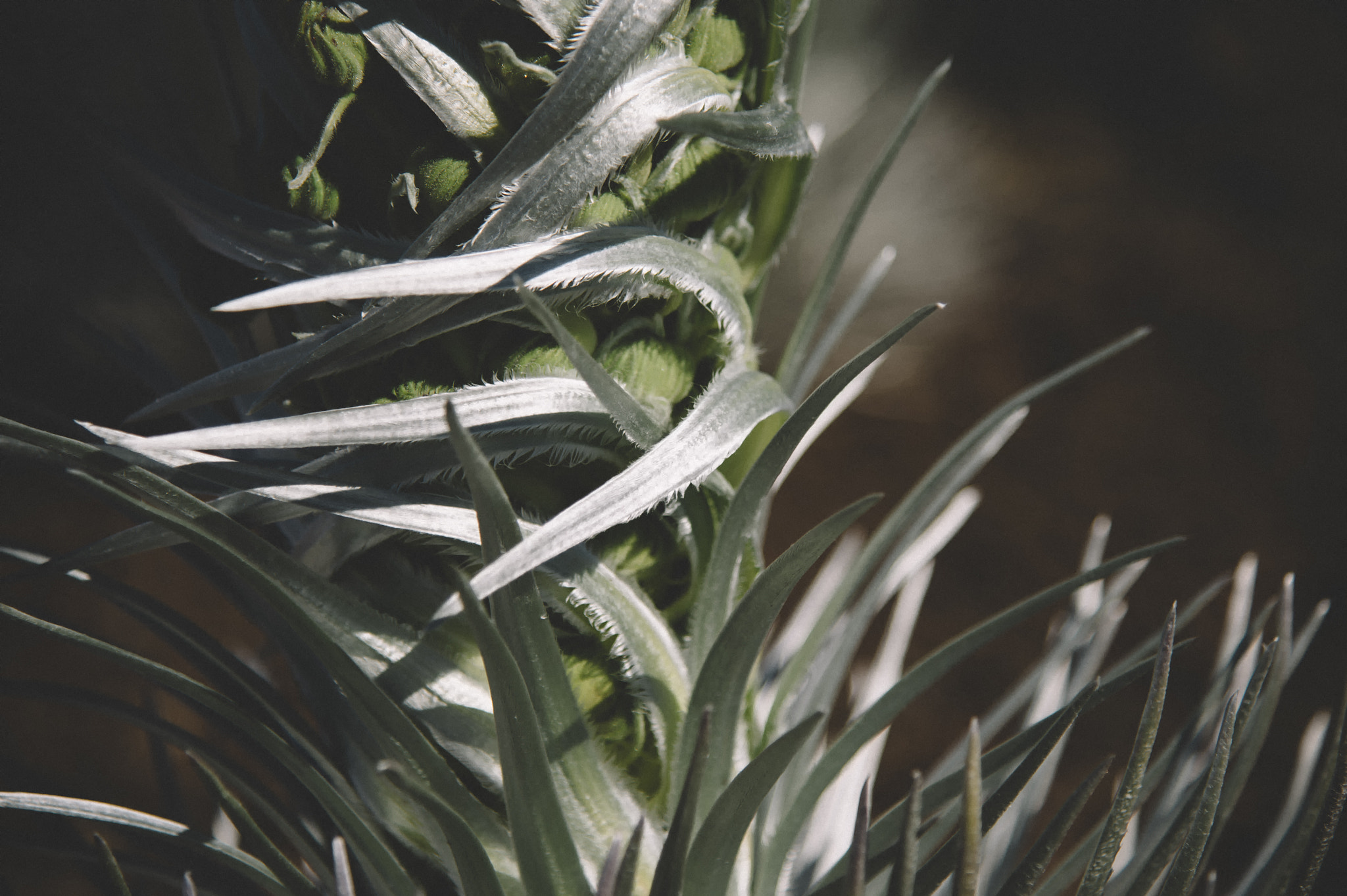Nikon D4S sample photo. Haleakala silversword photography