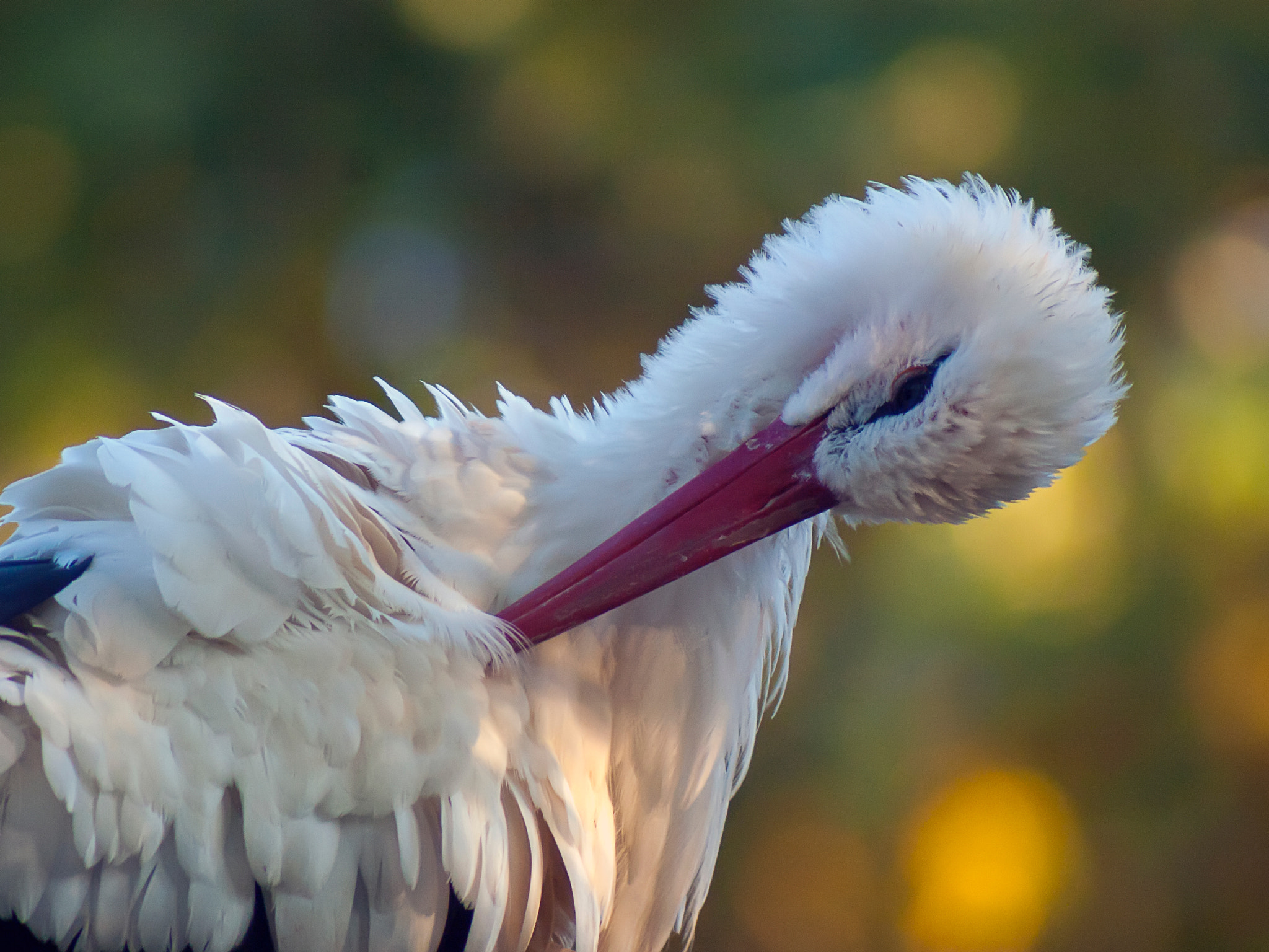 Russian Dandelion adapter sample photo. White stork photography