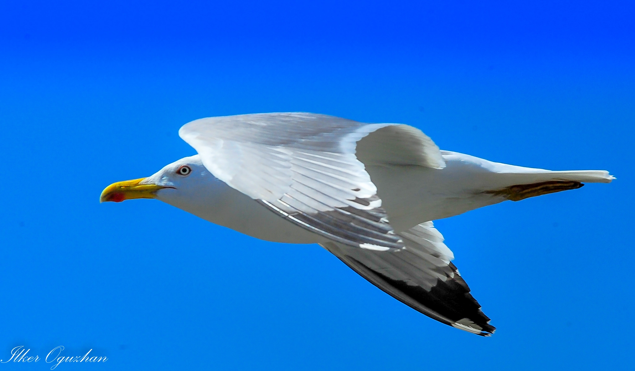 Nikon D3S sample photo. Bird photography