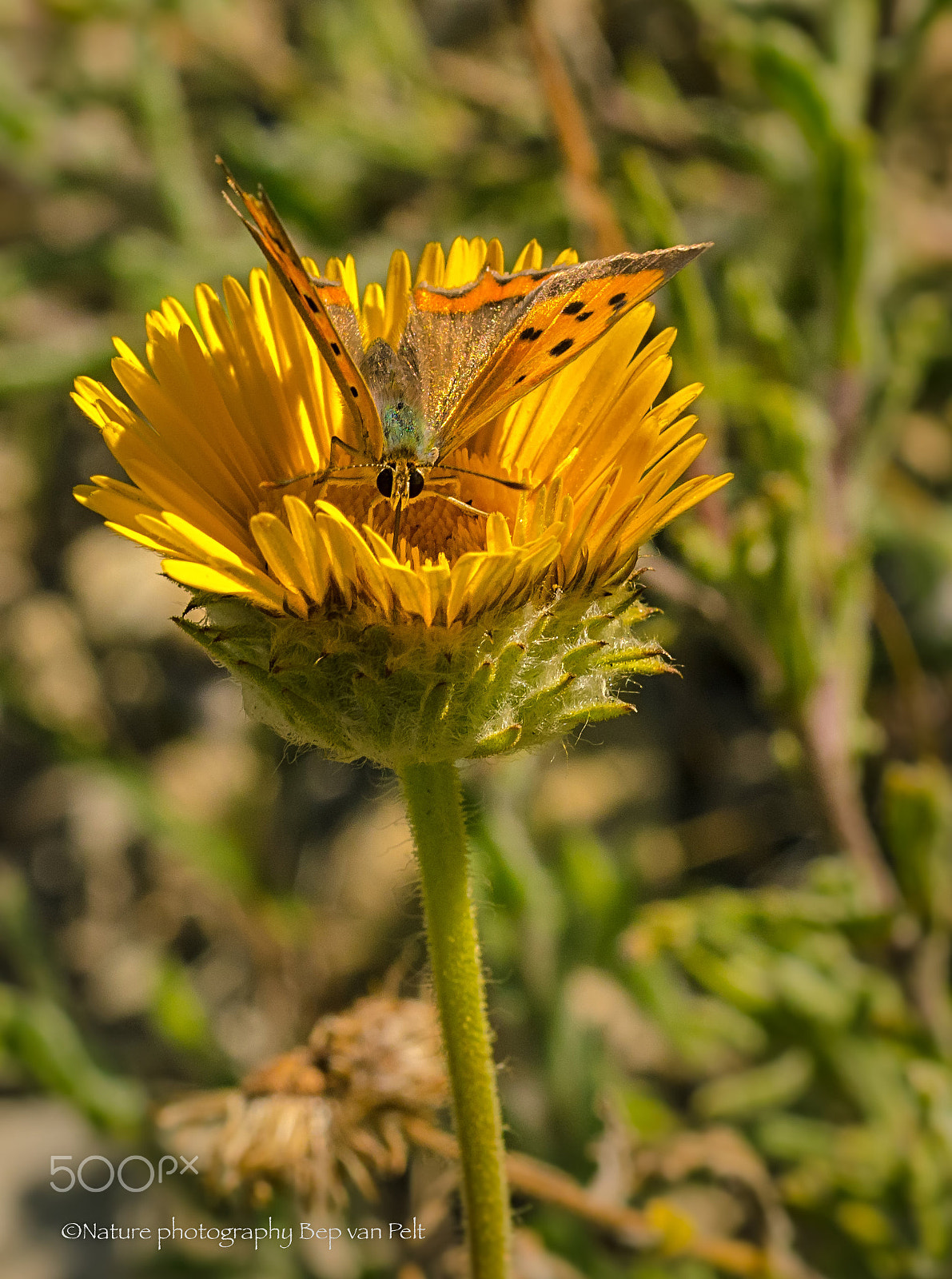 Nikon D7000 + Sigma 50mm F2.8 EX DG Macro sample photo. Common copper just before sunset photography
