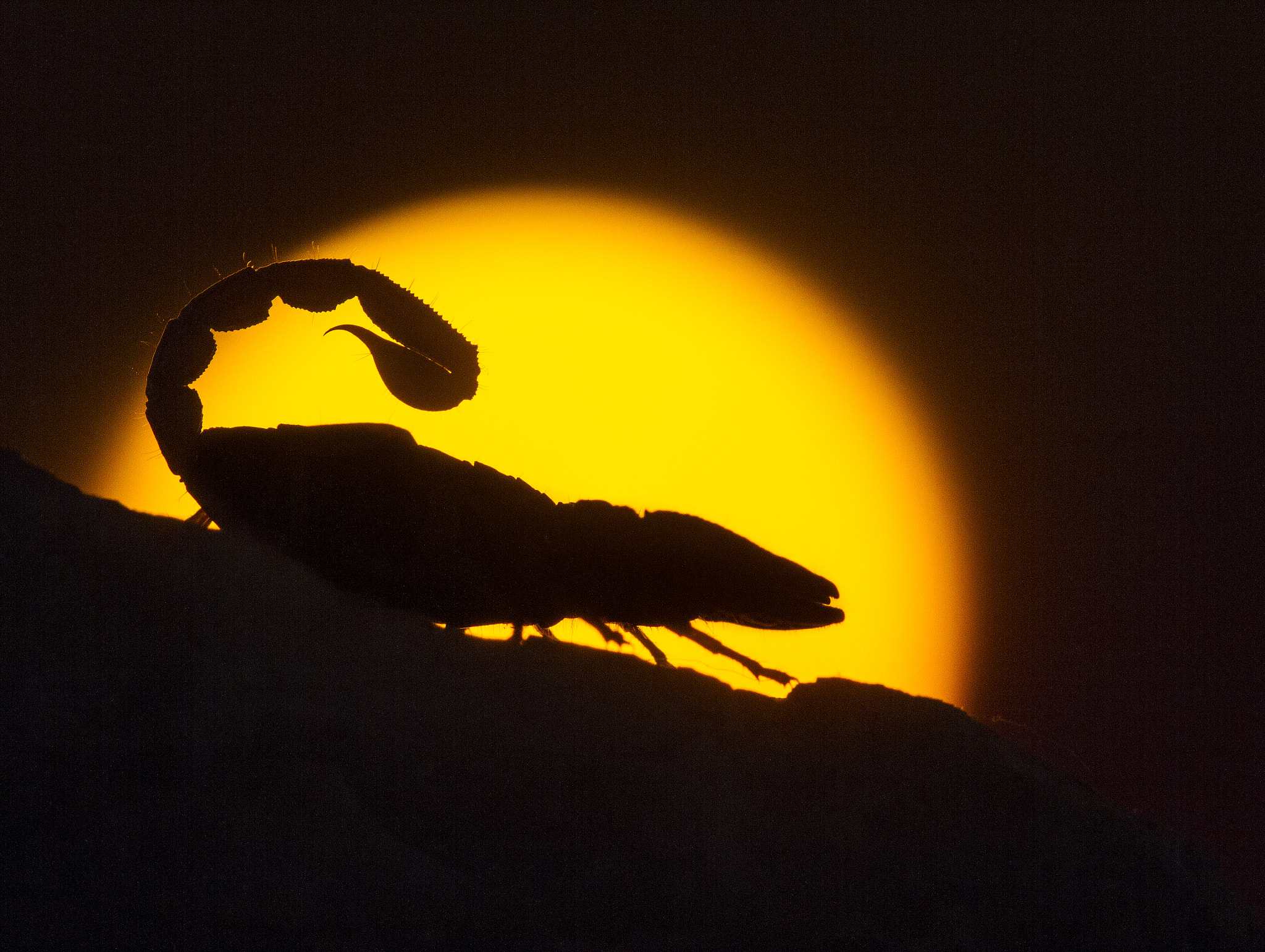 Canon EF 100mm F2.8 Macro USM sample photo. Scorpion at sunrise photography
