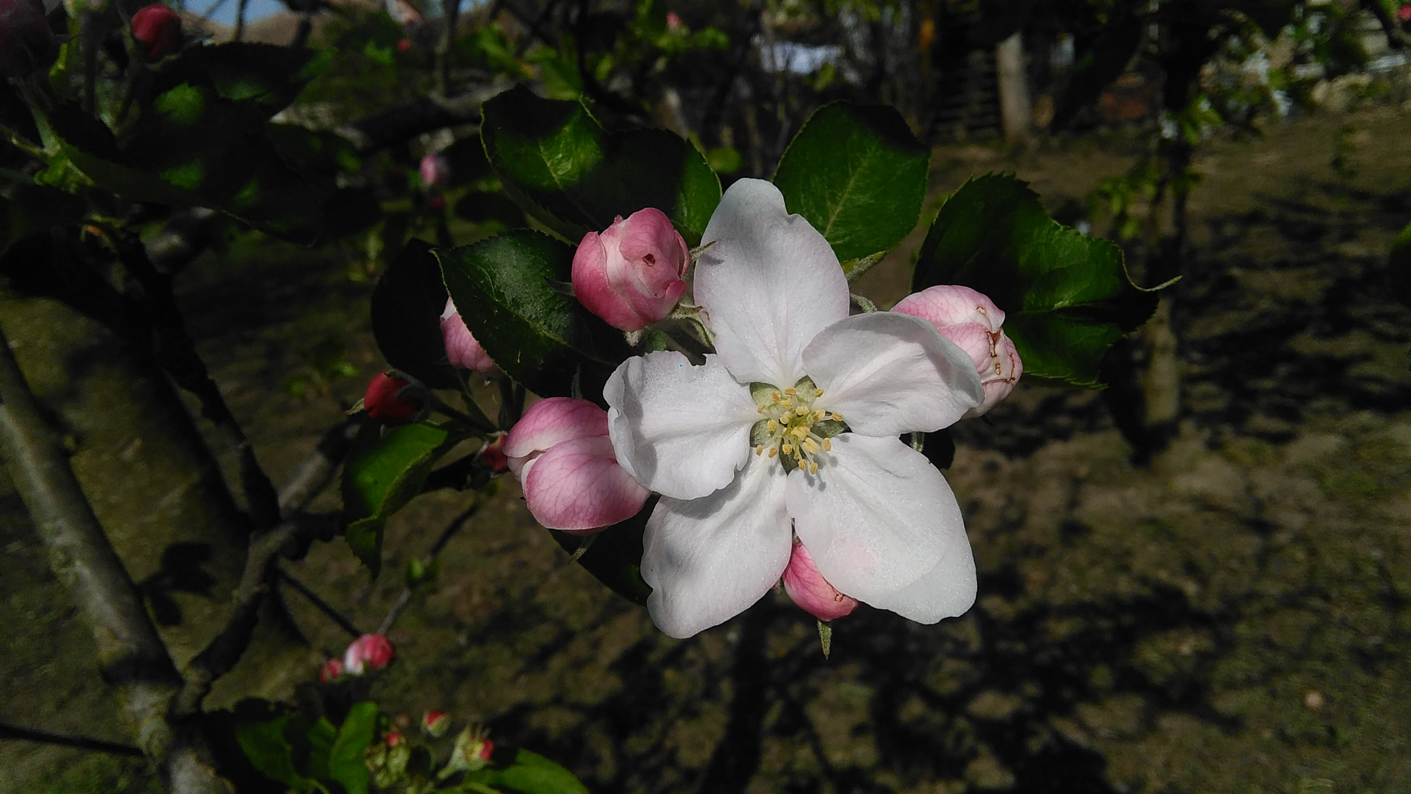 HUAWEI G620S-L01 sample photo. Cherry flower photography
