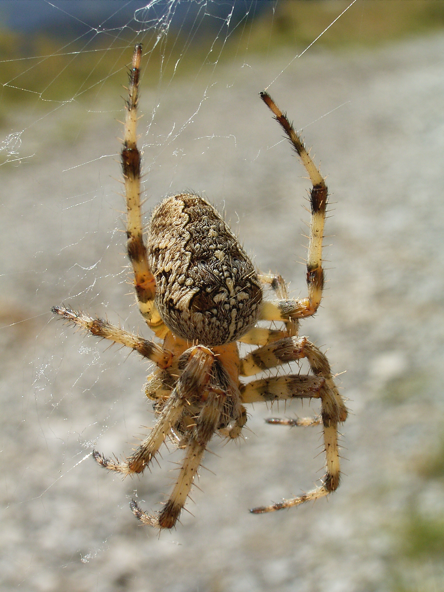Ricoh Caplio G4 sample photo. Kreuzspinne / cross spider photography