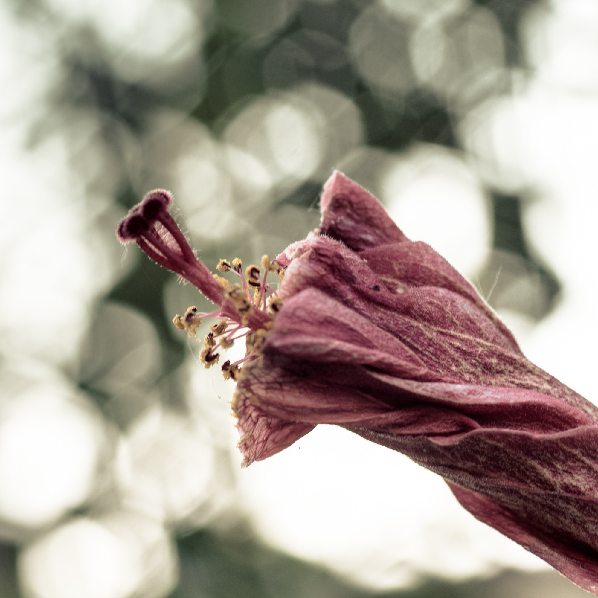 Nikon D7100 sample photo. (21/52/16) flower and bokeh photography