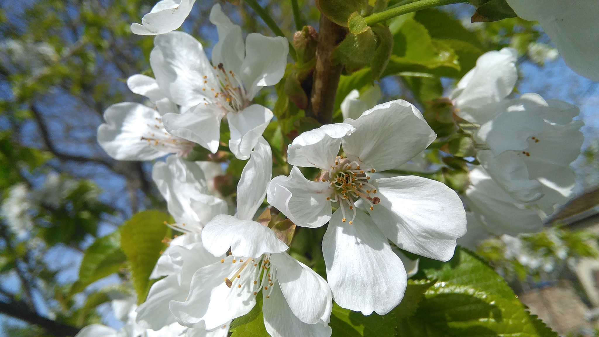 HUAWEI G620S-L01 sample photo. Cherry flower photography