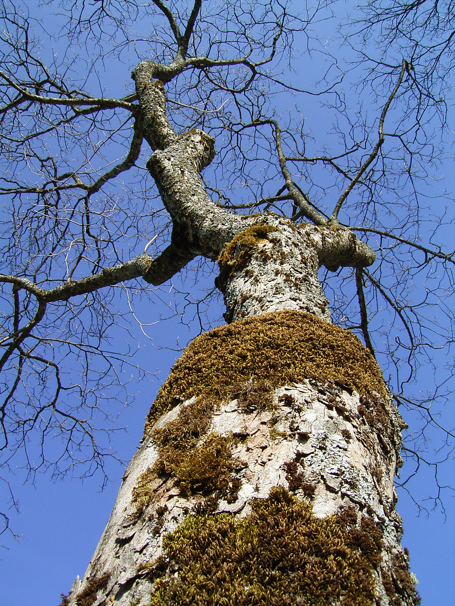 Ricoh Caplio G4 sample photo. Blick von unten / view from below photography
