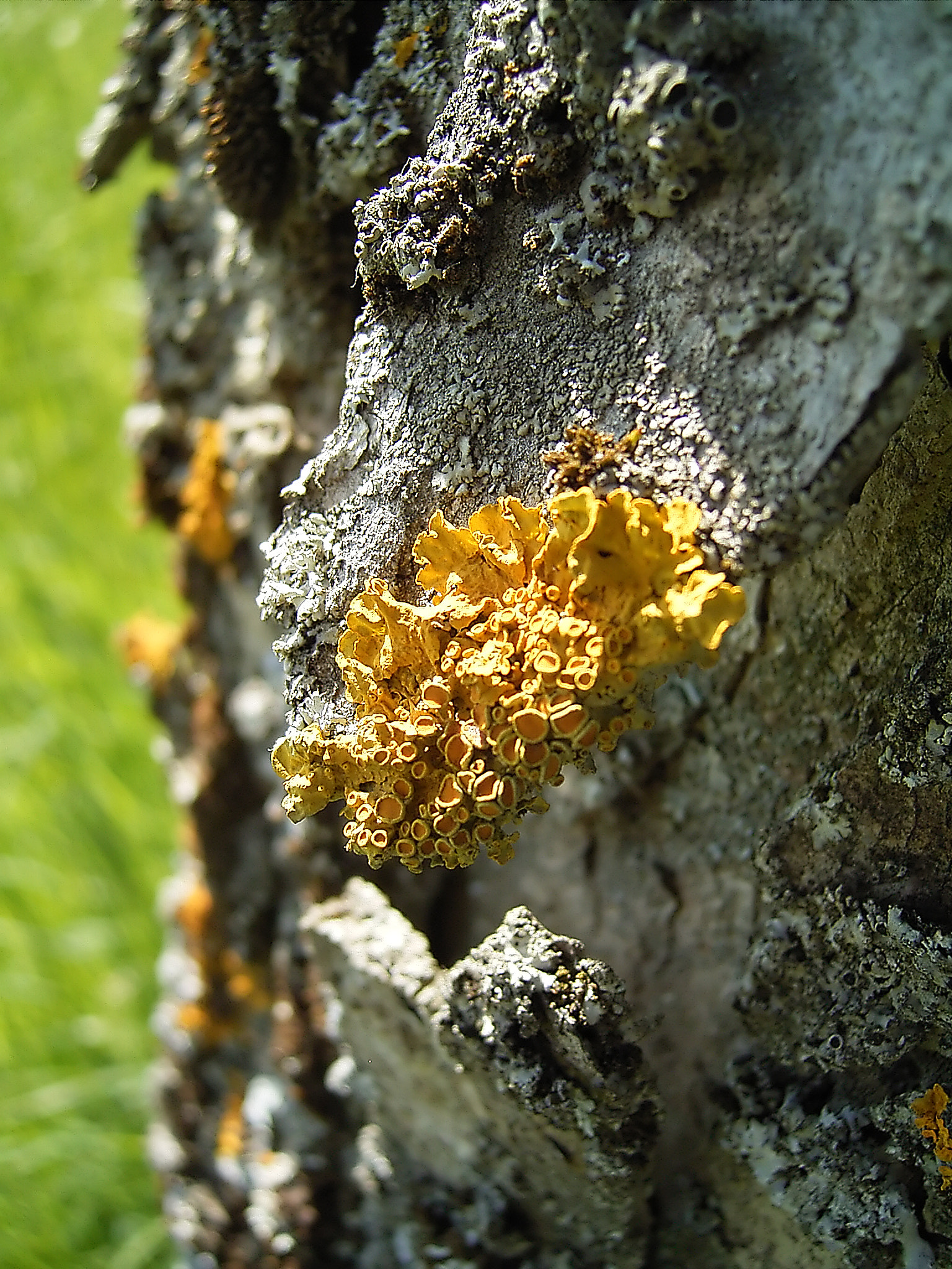 Ricoh Caplio G4 sample photo. Gewöhnliche gelbflechte (xanthoria parietina) photography