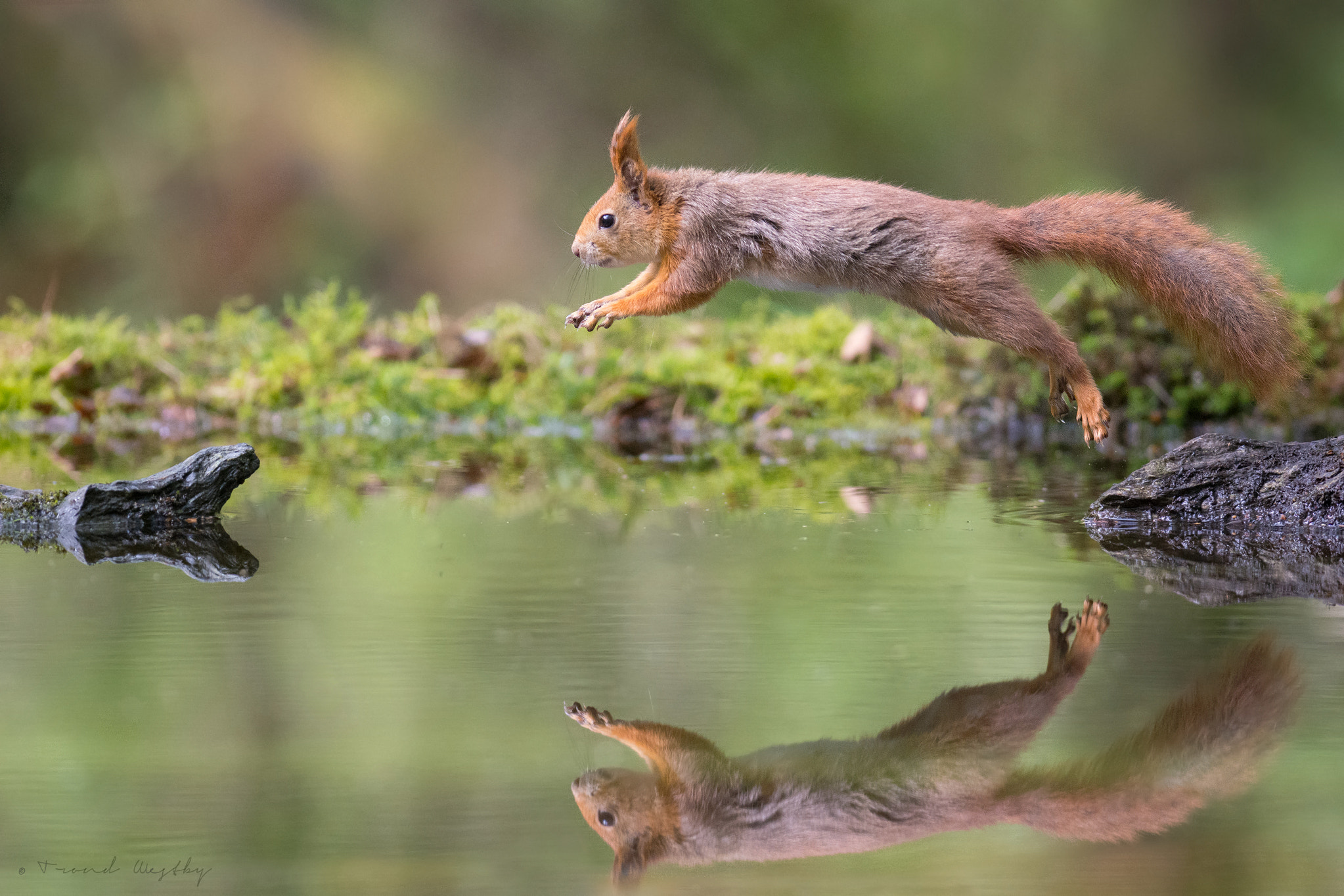 Nikon AF-S Nikkor 300mm F2.8G ED VR II sample photo. Red squirrel photography