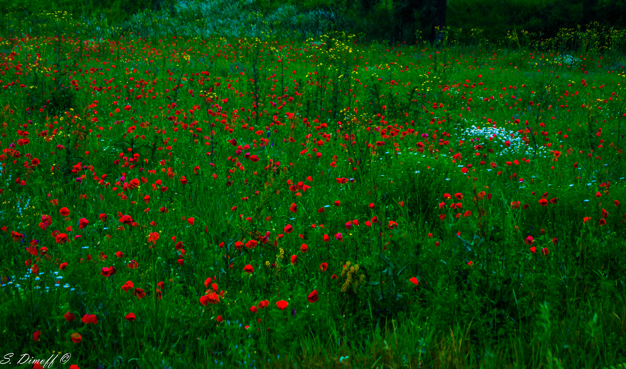 Sony SLT-A58 + Sony DT 18-55mm F3.5-5.6 SAM sample photo. Field of poppies... photography