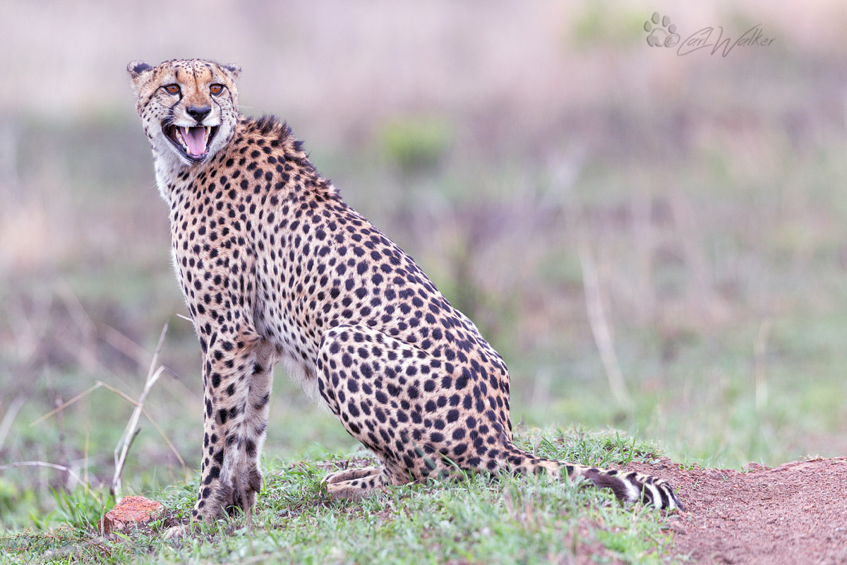 Canon EOS-1D Mark IV + Canon EF 300mm F2.8L IS II USM sample photo. Cheetcallbpn photography