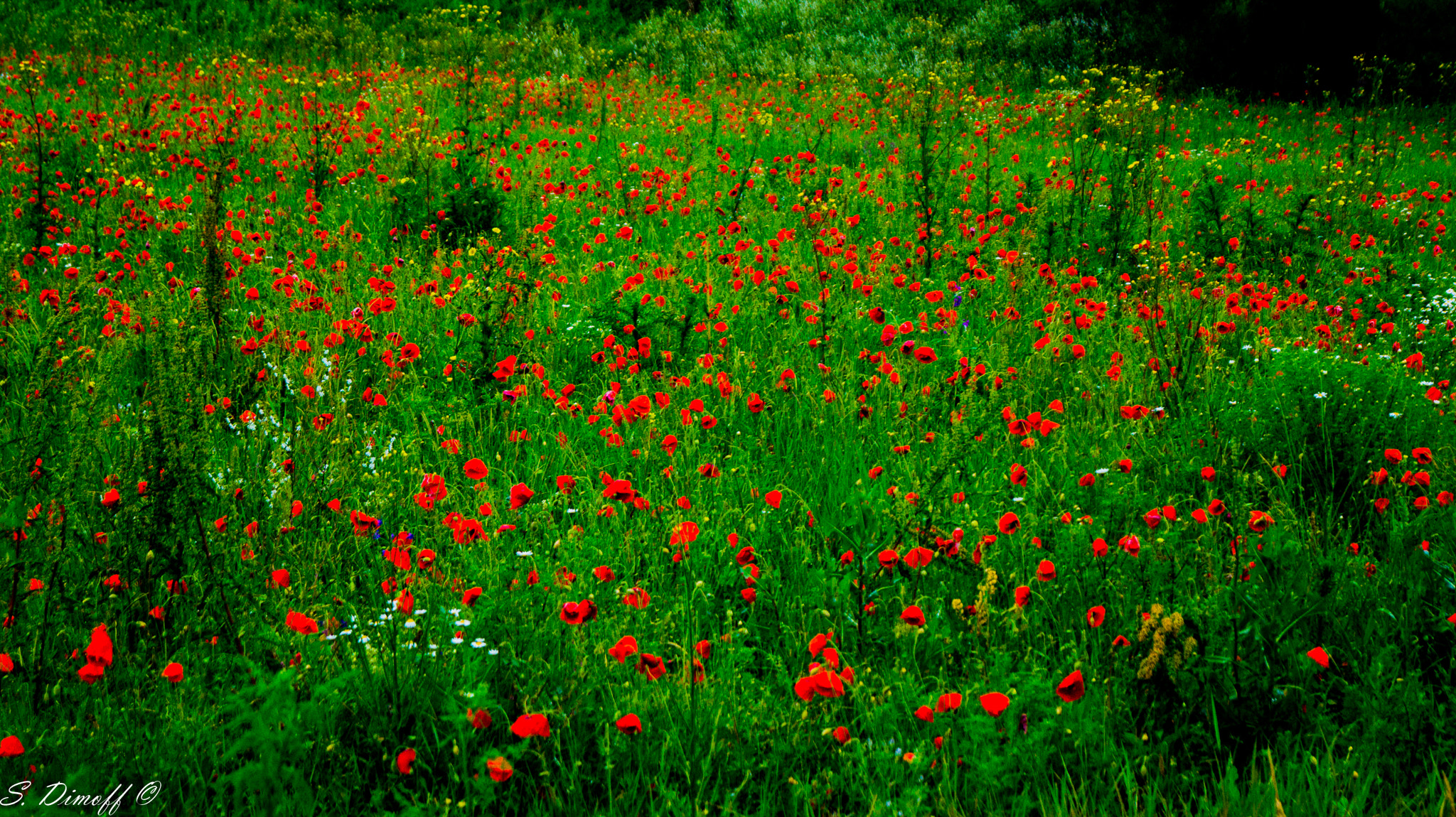 Sony SLT-A58 + Sony DT 18-55mm F3.5-5.6 SAM sample photo. Field of poppies - 2  photography