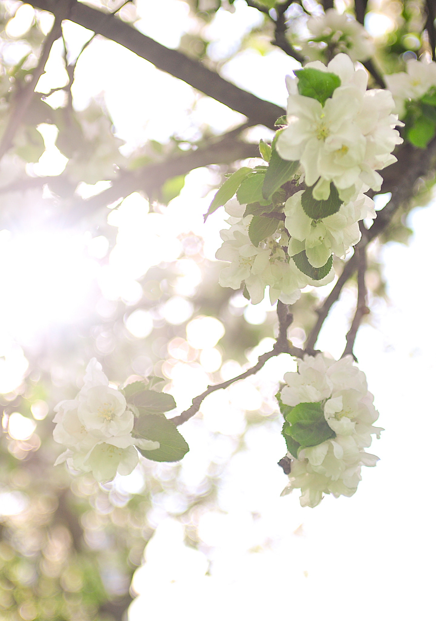 Nikon D90 + AF Zoom-Nikkor 35-70mm f/2.8D sample photo. Apple tree photography