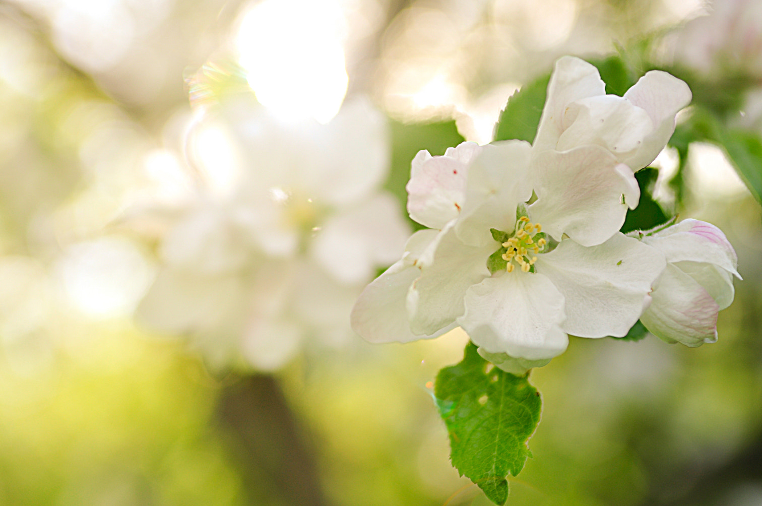 Nikon D90 + AF Zoom-Nikkor 35-70mm f/2.8D sample photo. Apple blossom photography