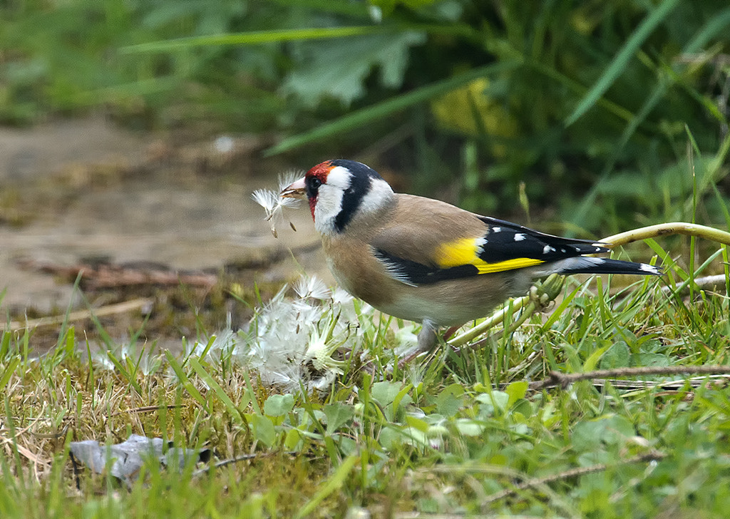 Nikon AF-S Nikkor 600mm F4D ED-IF II sample photo. Goldfinch photography