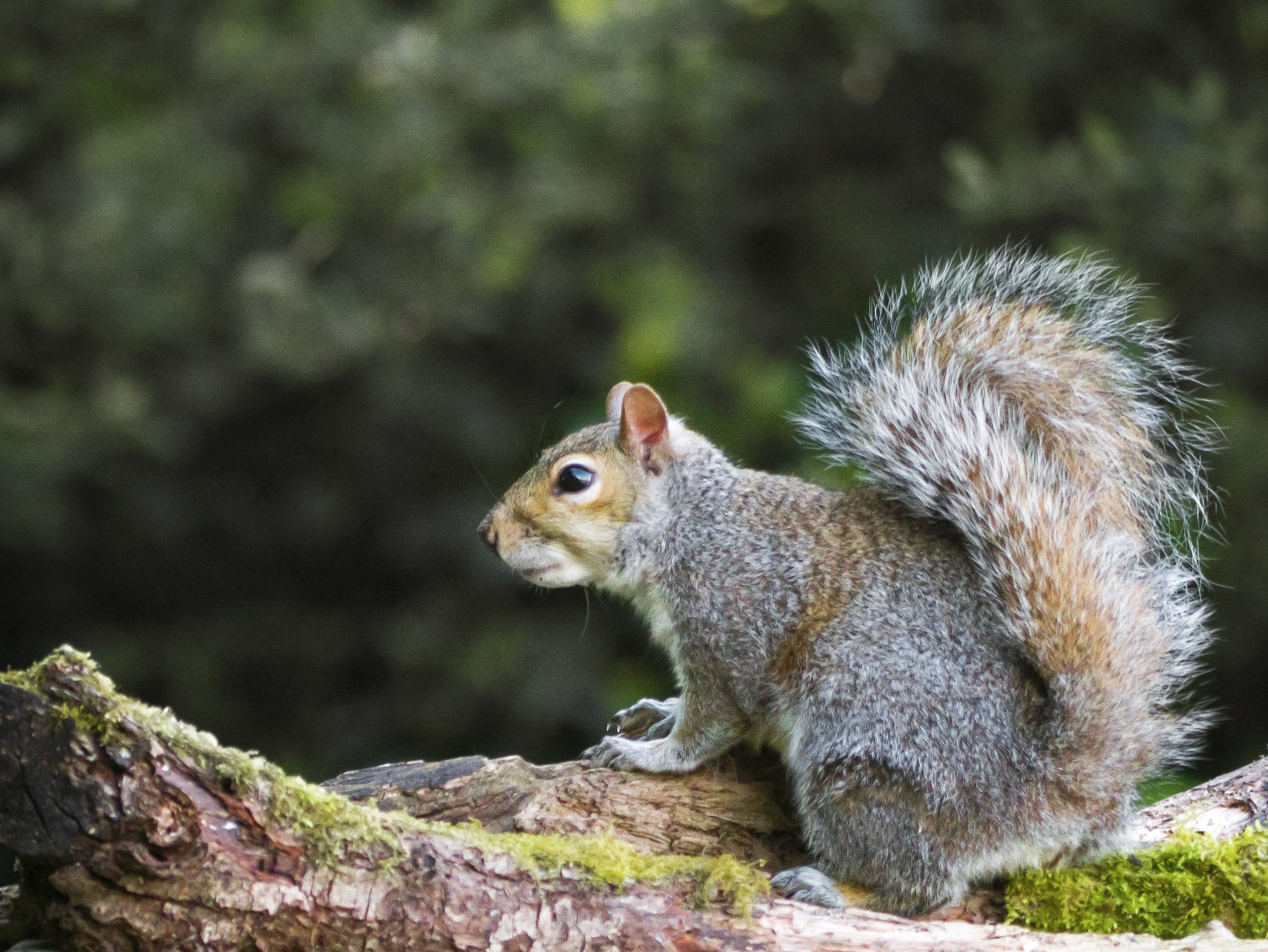 Panasonic Lumix DMC-GX7 + Panasonic Lumix G Vario 45-200mm F4-5.6 OIS sample photo. Squirrel photography