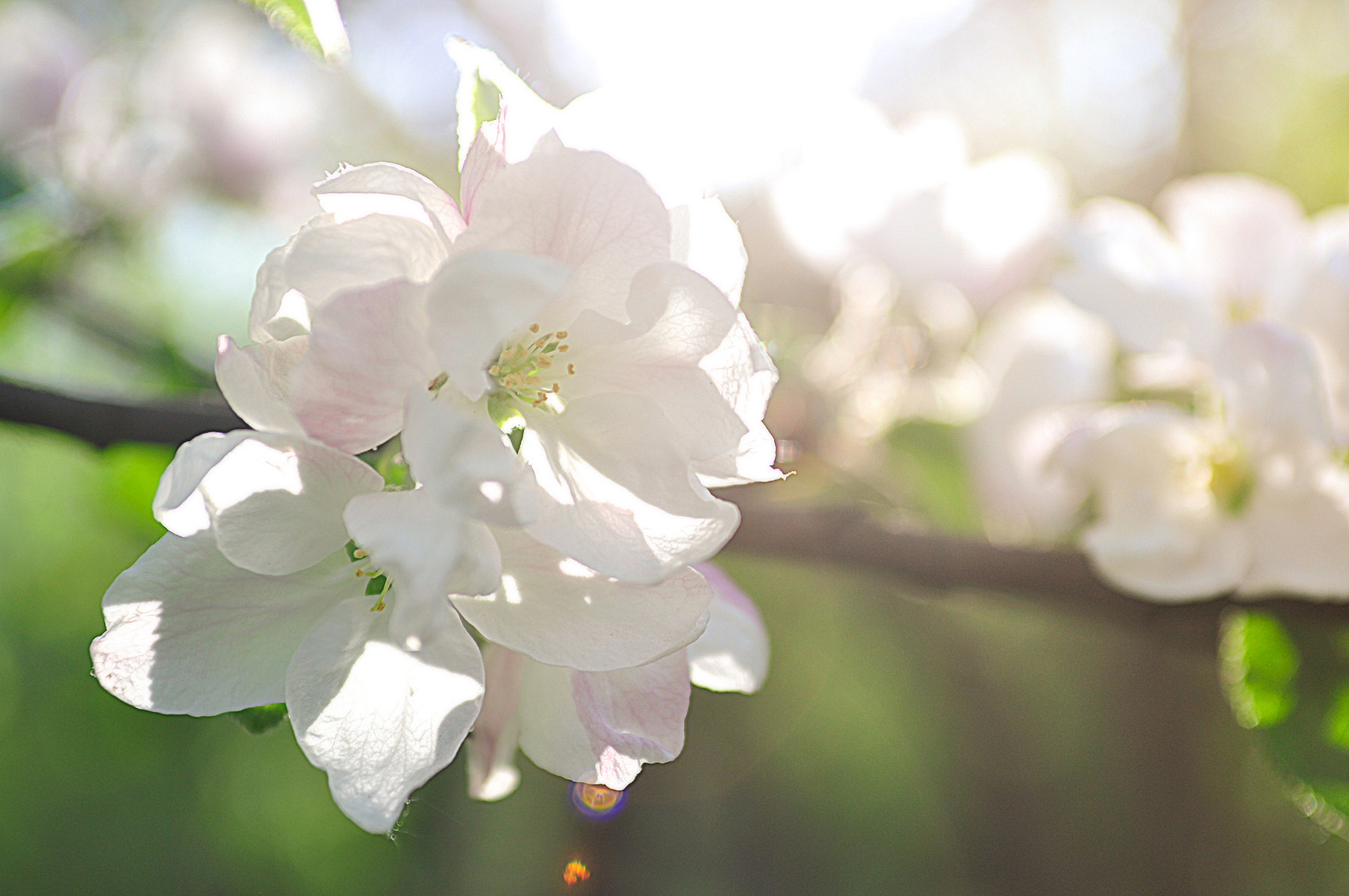 Nikon D90 + AF Zoom-Nikkor 35-70mm f/2.8D sample photo. Apple blossom photography