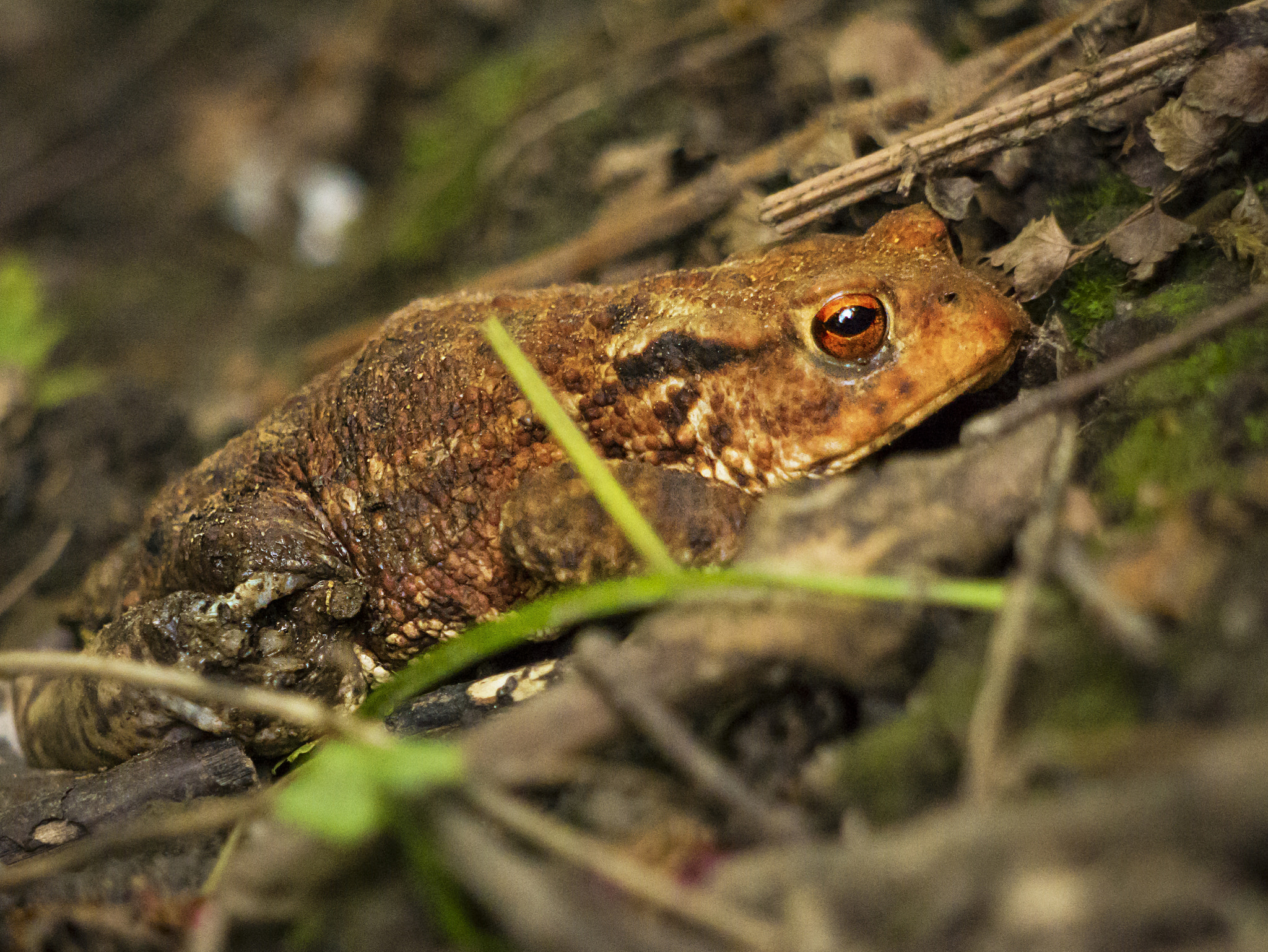 Panasonic Lumix DMC-GX7 + Panasonic Lumix G Vario 45-200mm F4-5.6 OIS sample photo. Toad photography