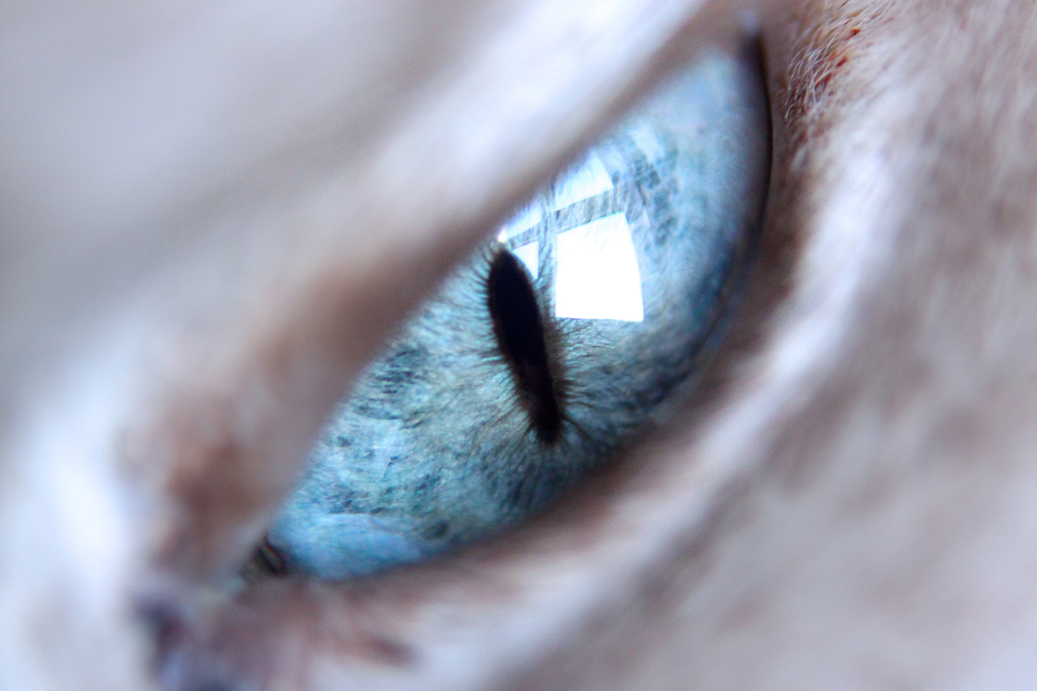 Sigma 105mm F2.8 EX DG OS HSM sample photo. Ojo de gato photography