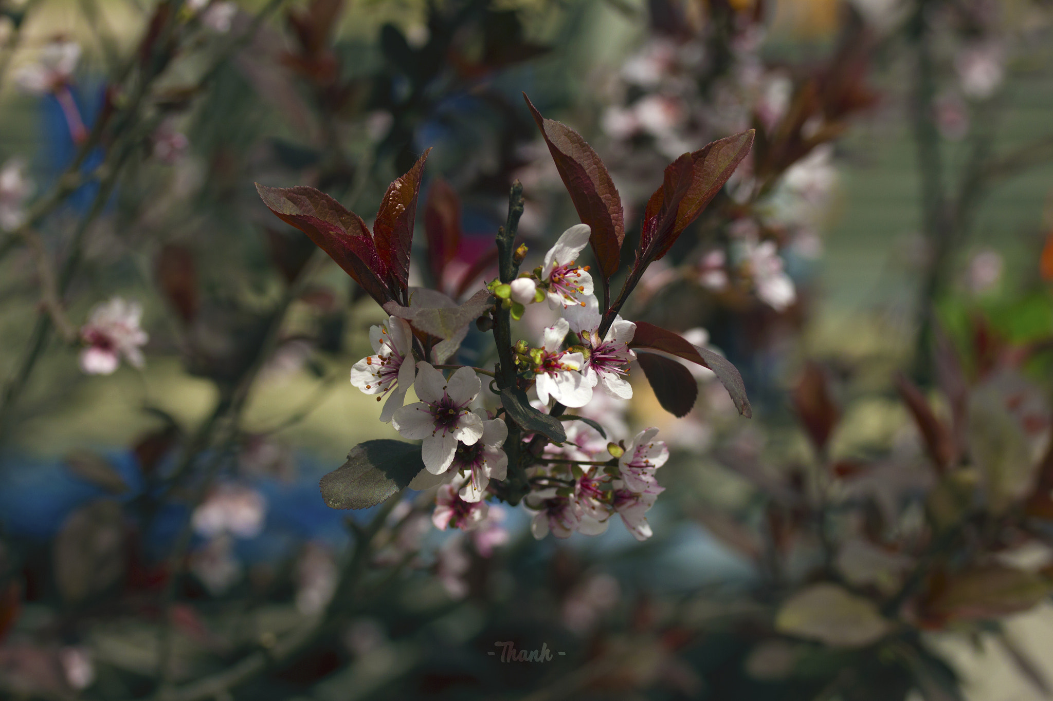 Canon EOS 550D (EOS Rebel T2i / EOS Kiss X4) sample photo. Blossom photography