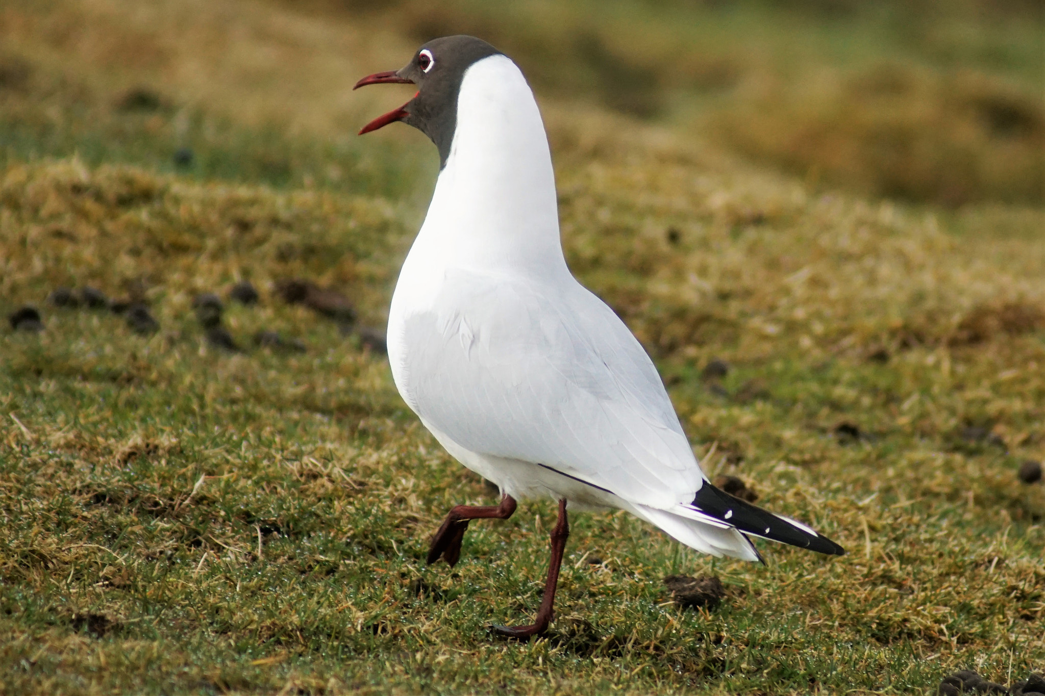 Sony 75-300mm F4.5-5.6 sample photo. Laughing gull photography