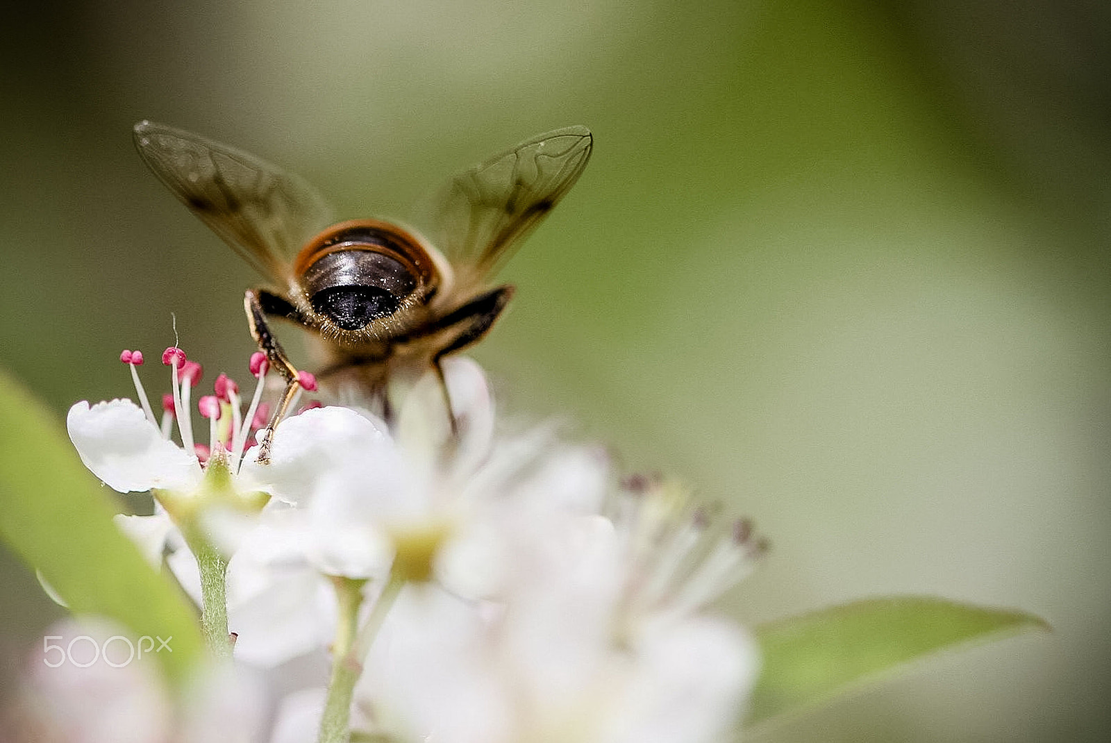 Canon EOS 7D + Canon EF 100mm F2.8 Macro USM sample photo. Bee's butt! photography