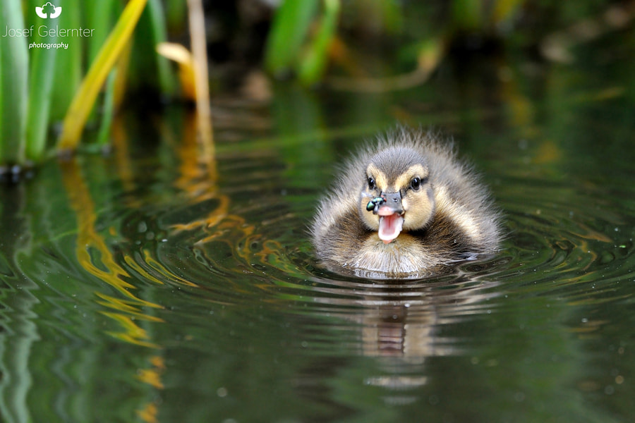 Nikon D3S sample photo. Fly vs. duckling photography