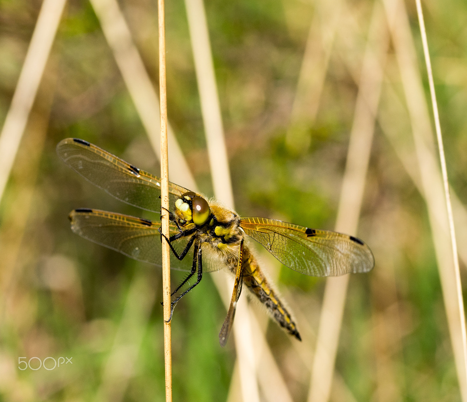 Sony a7 + 105mm F2.8 sample photo. Schwarze heidelibelle - sympetrum danae photography