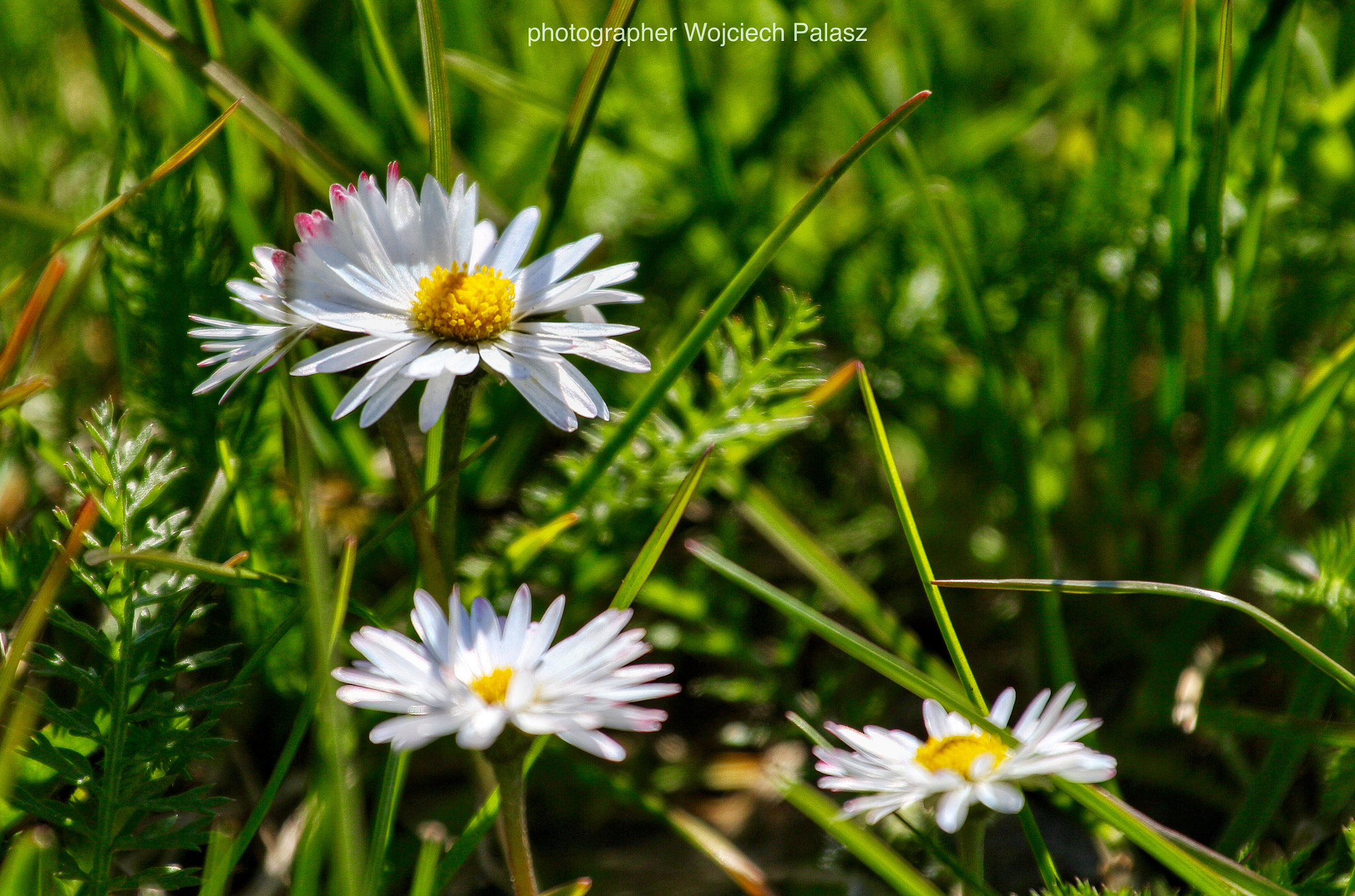 Canon EF 70-200mm F4L USM sample photo. Daisy photography