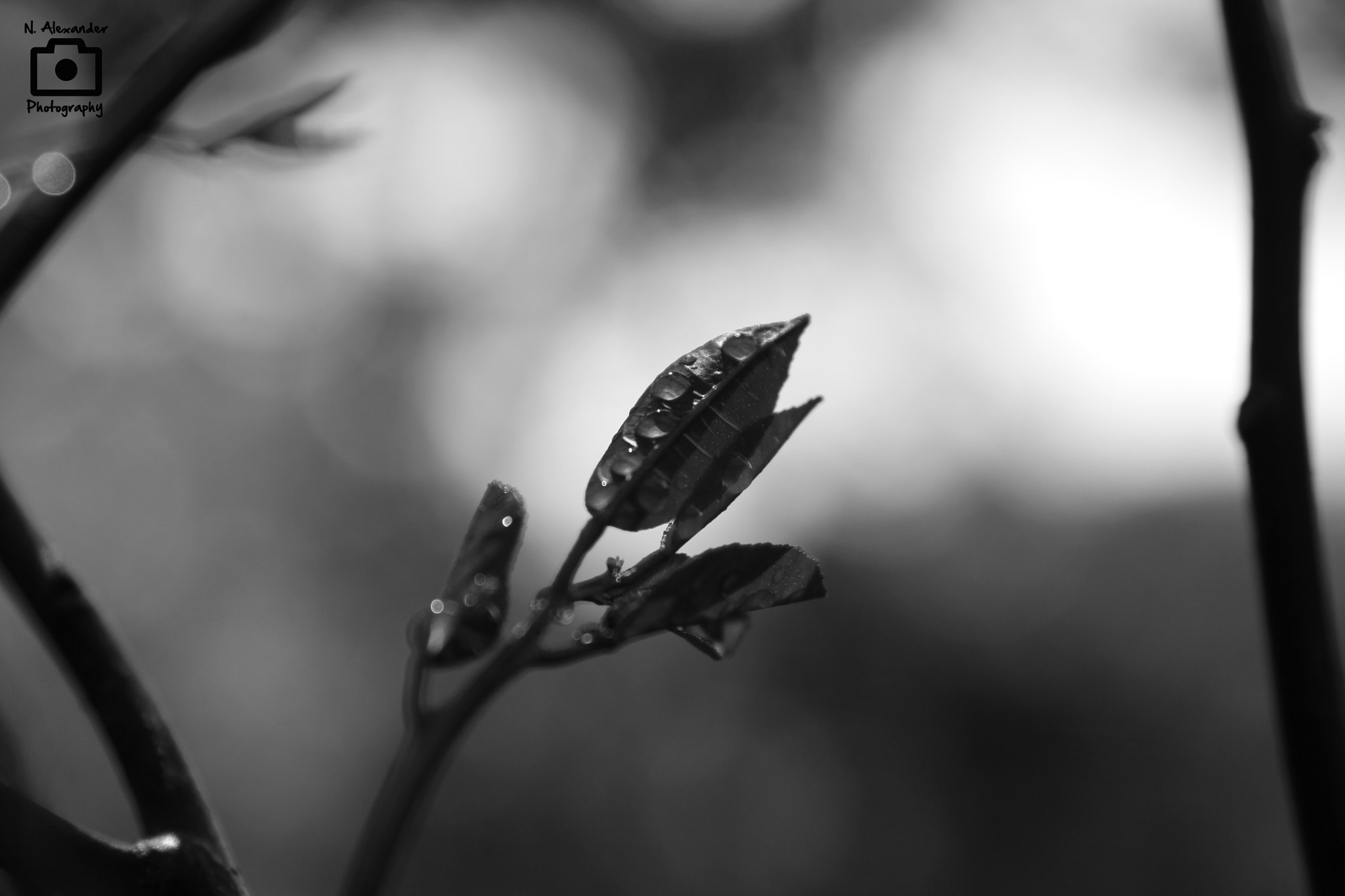 Canon EOS 650D (EOS Rebel T4i / EOS Kiss X6i) sample photo. Leaf photography