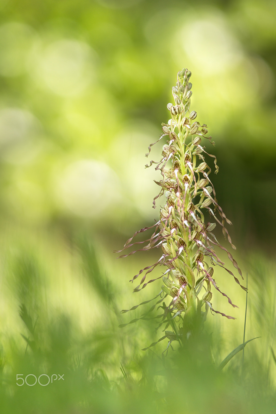 Canon EOS 60D + Canon EF 200mm F2.8L II USM sample photo. Bocks riemenzunge (himantoglossum hircinum) photography