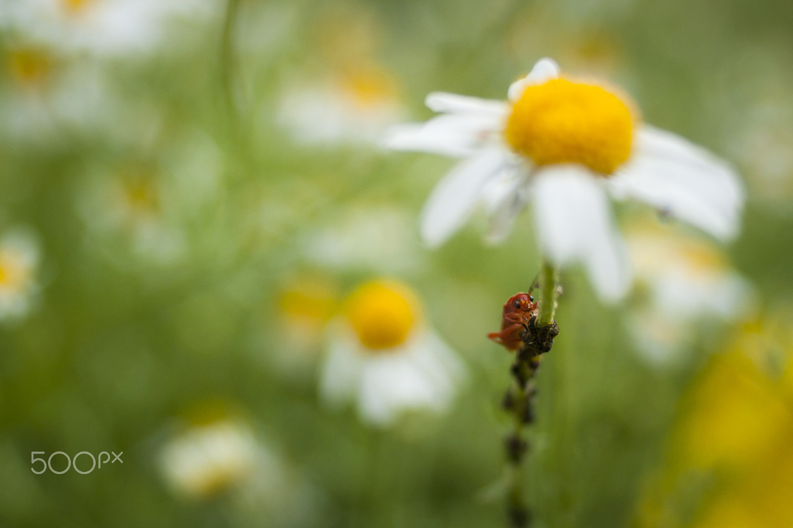Sony Alpha DSLR-A350 + Minolta AF 24mm F2.8 sample photo. Red bug macro photography