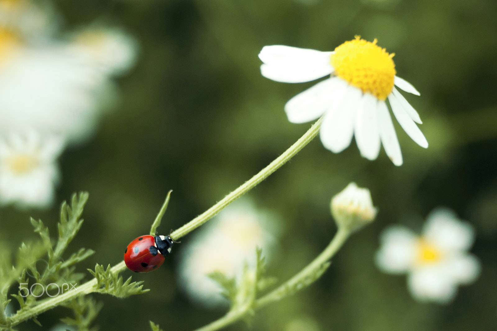 Sony Alpha DSLR-A350 + Minolta AF 24mm F2.8 sample photo. Ladybug on a daisy. photography