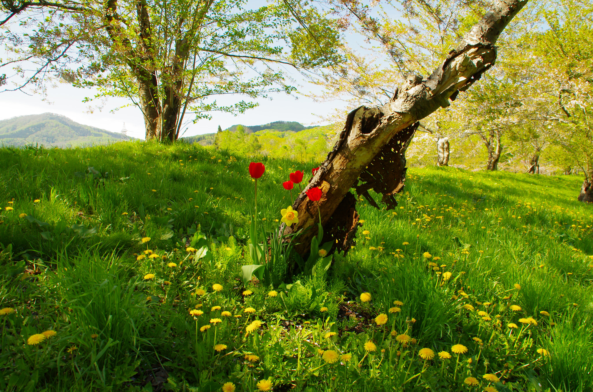 Pentax K-5 sample photo. Tulips photography