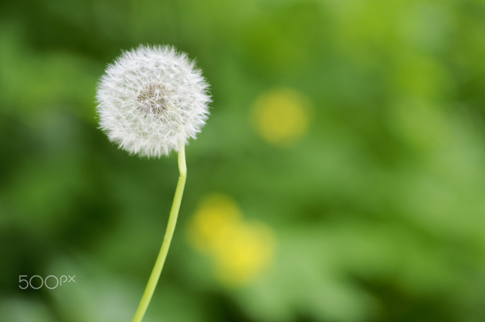 Nikon D90 + AF Nikkor 70-210mm f/4-5.6 sample photo. Spring nature photography