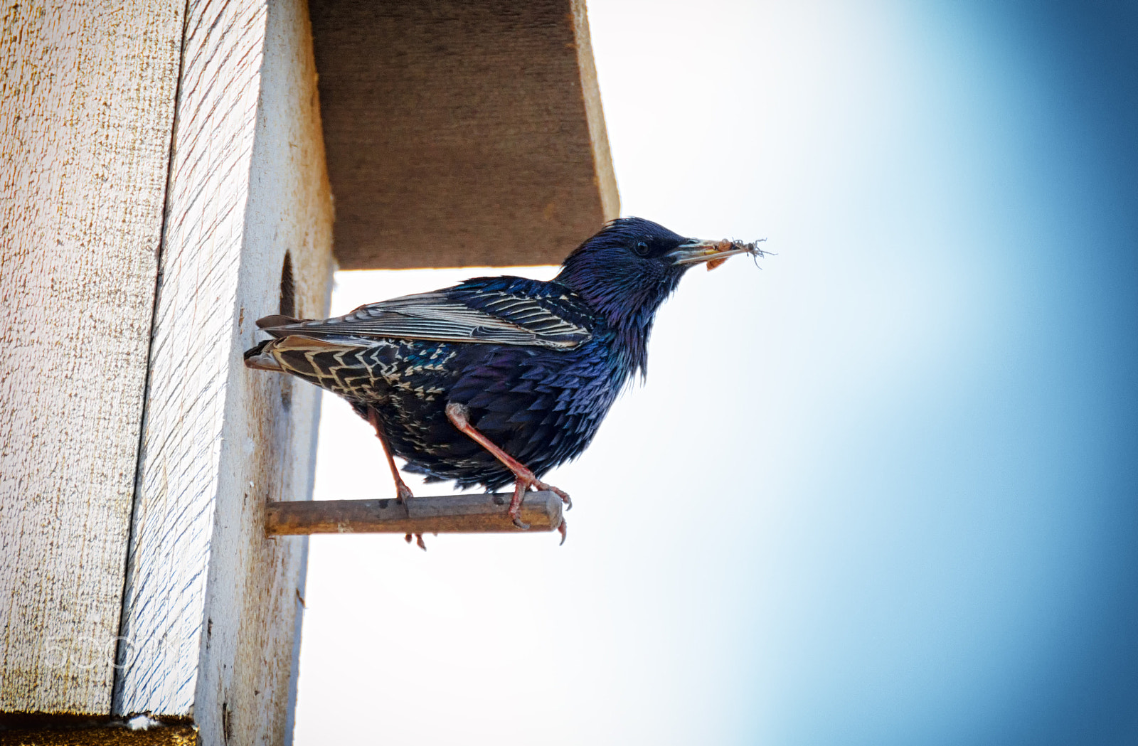 Tamron SP 35mm F1.8 Di VC USD sample photo. Starling photography