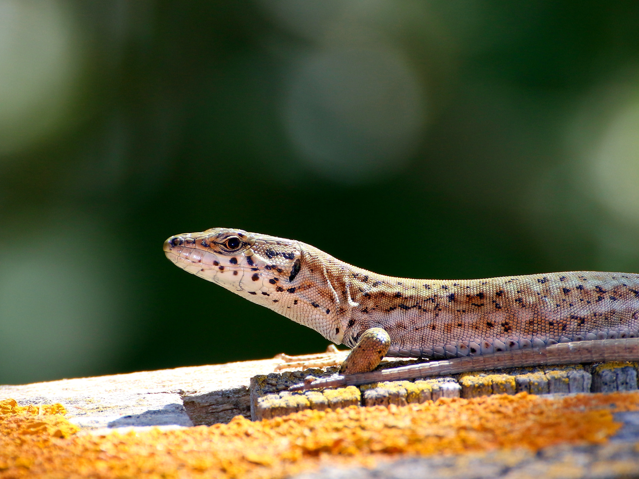 Tamron SP 35mm F1.8 Di VC USD sample photo. Lizard photography