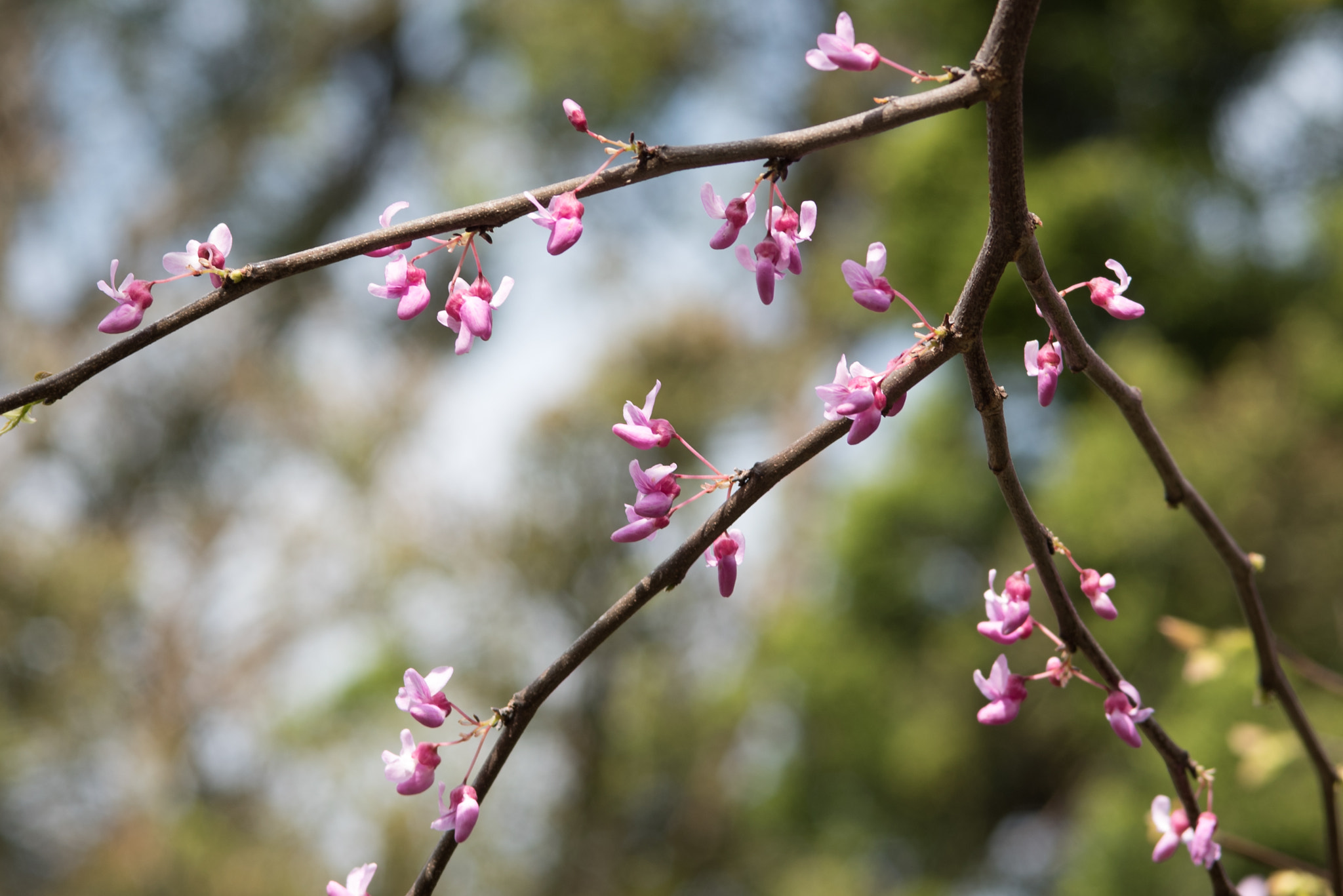 Nikon D750 + AF Micro-Nikkor 105mm f/2.8 sample photo. Pink blossom on green photography