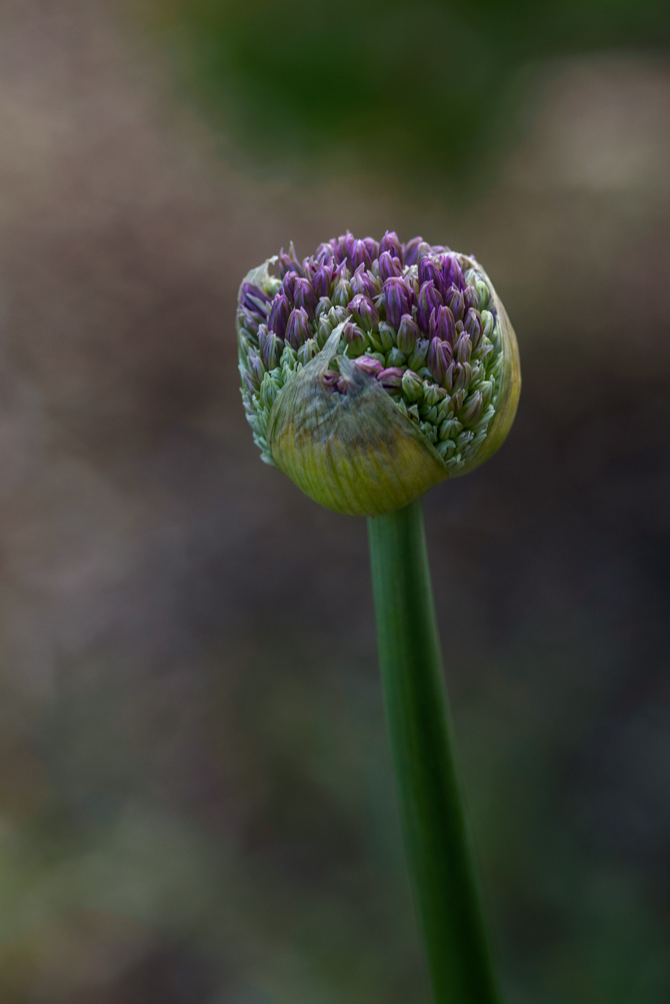 Nikon D750 + AF Micro-Nikkor 105mm f/2.8 sample photo. Bloom emerge photography