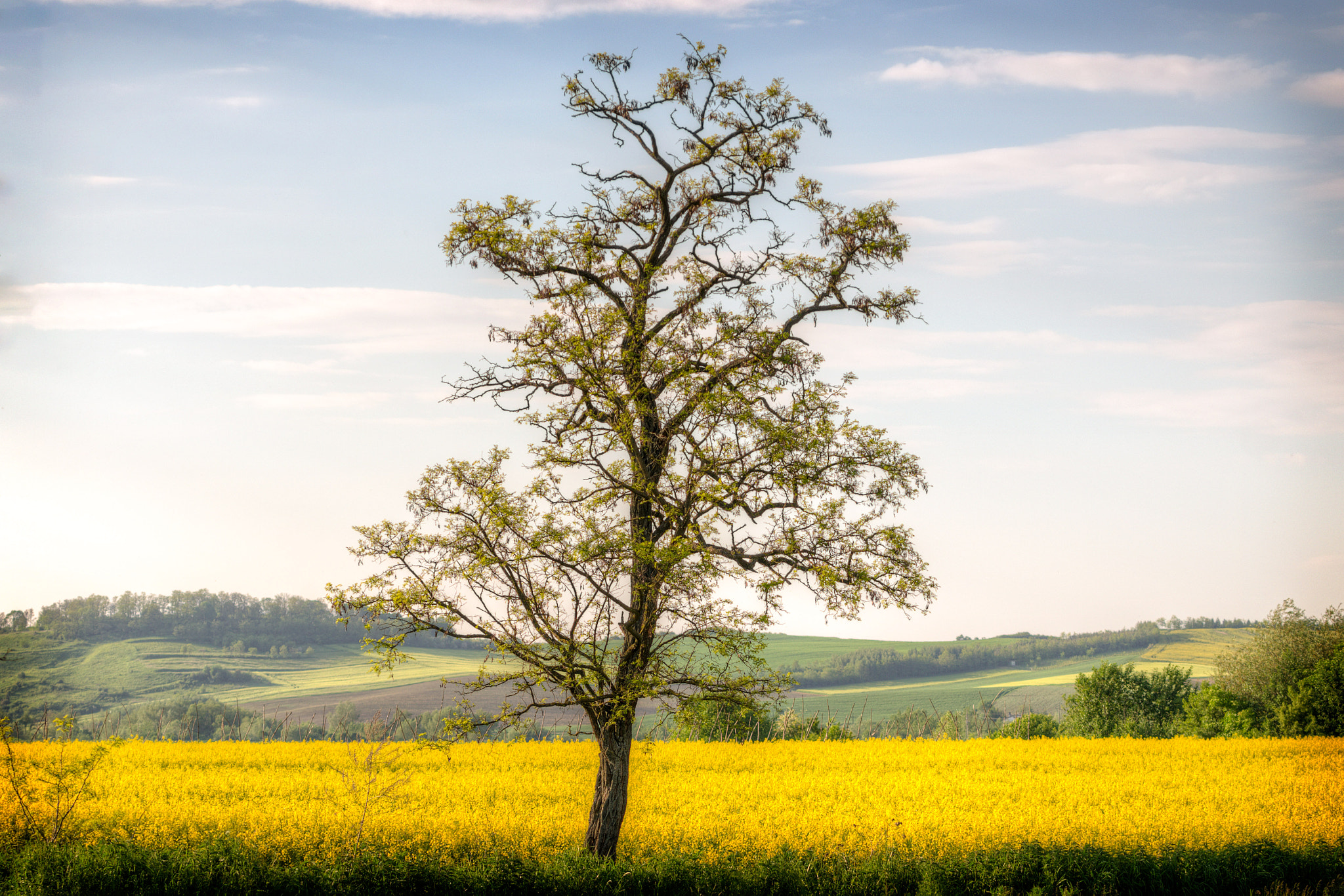 Pentax K-5 sample photo. A lone tree (one year later) photography