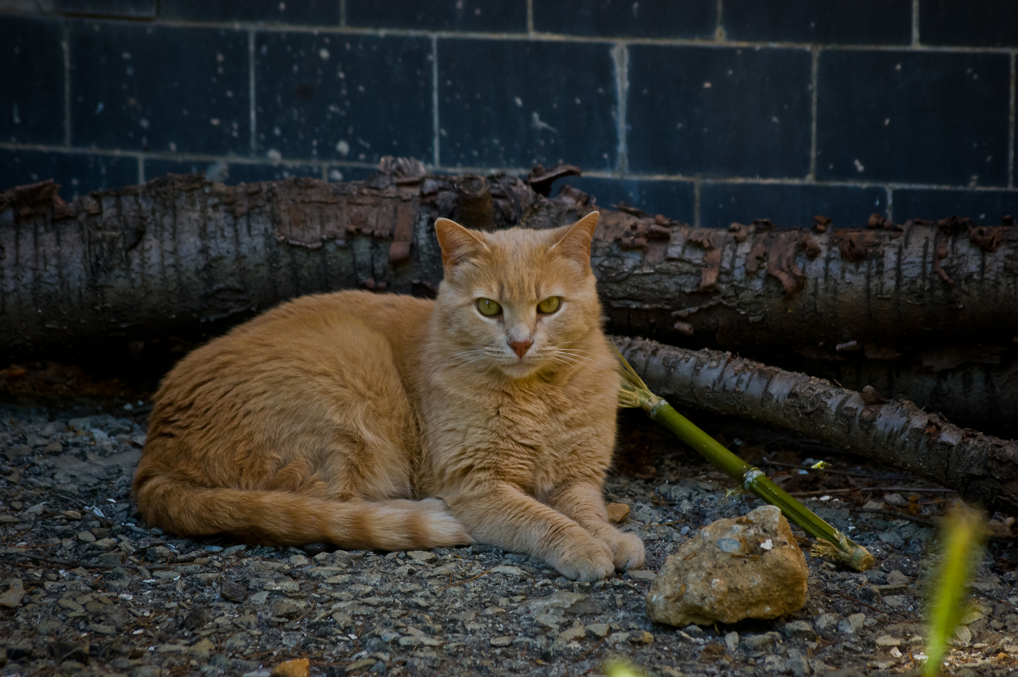 Sigma 70-300mm F4-5.6 APO DG Macro sample photo. Yalta cats / Ялтинские коты photography